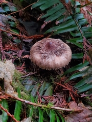 Chlorophyllum olivieri