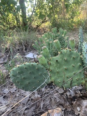 Opuntia macrorhiza