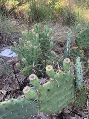 Opuntia macrorhiza
