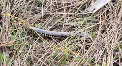 Ophisaurus ventralis