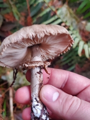 Chlorophyllum olivieri