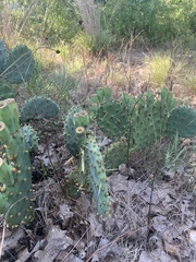 Opuntia macrorhiza