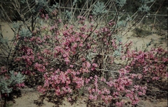 Calytrix brevifolia