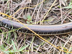 Ophisaurus ventralis