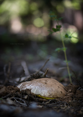 Butyriboletus primiregius