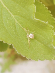 Misumenops