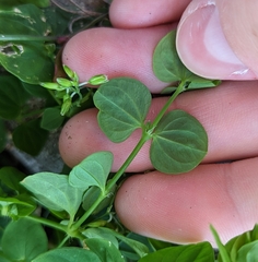 Tropical Chickweed (Drymaria cordata)