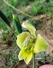 Gladiolus virescens