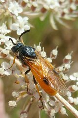 Arge melanochra
