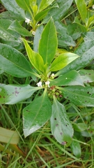 Myoporum laetum
