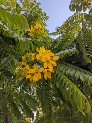 Cassia leptophylla