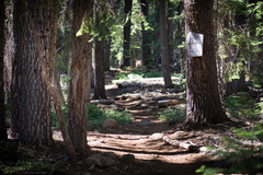 Butyriboletus primiregius
