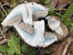 Porphyrellus