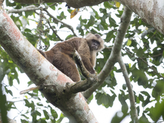 Cebus brunneus