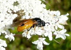 Arge melanochra