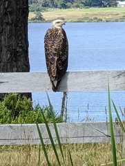 Haliaeetus leucogaster