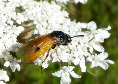 Arge melanochra