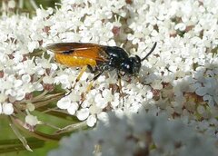 Arge melanochra