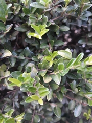 Buxus