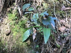 Prosthechea varicosa