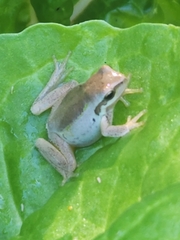 Litoria