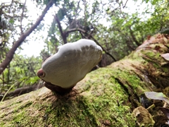 Ganoderma zonatum