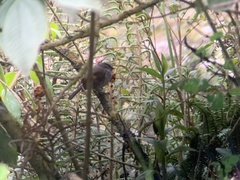 Silvicultrix frontalis