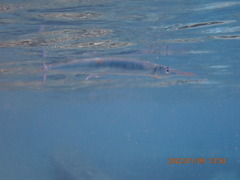 Tylosurus crocodilus