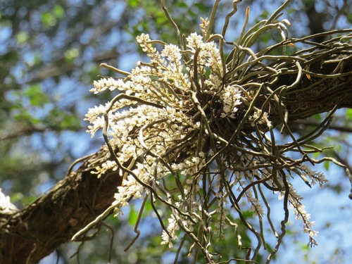 Stolz's Microcoelia