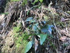 Prosthechea varicosa