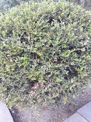 Buxus