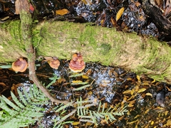 Ganoderma zonatum