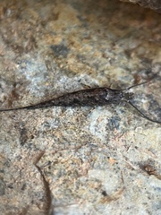 Meinertellidae