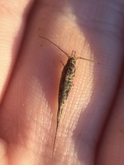 Meinertellidae