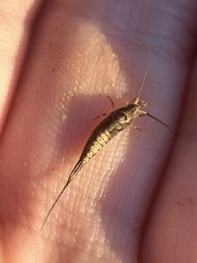 Meinertellidae