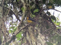 Myioborus ornatus