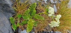 Anisotome pilifera