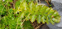 Anisotome pilifera