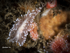 Cuthona divae