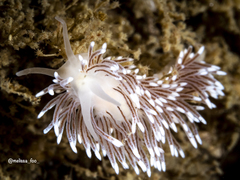 Cuthona divae