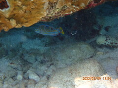 Halichoeres radiatus