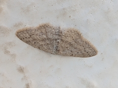 Idaea minuscularia