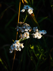 Achillea ptarmica
