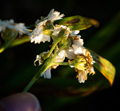 Achillea ptarmica