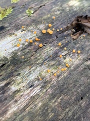 Dacrymyces stillatus