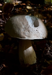 Boletus