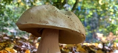 Boletus