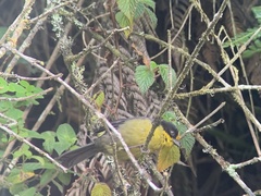 Atlapetes pallidinucha