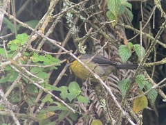 Atlapetes pallidinucha