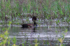 Netta erythrophthalma